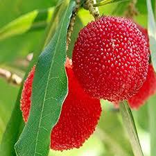 월계수 열매,베이베리(BAYBERRY)의 효능과 부작용, 올바른 섭취법은?