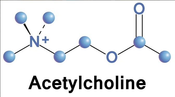 아세틸콜린(Acetylcholine)의 효능과 부작용, 복용시 주의할 점
