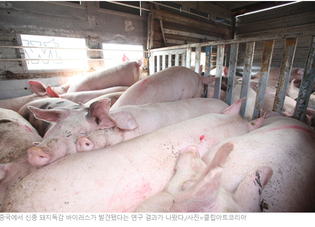 중국발 신종 돼지 바이러스 대유행 가능성