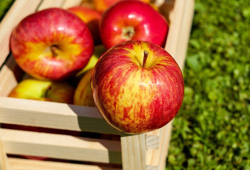 사과의 효능 (밤에 먹는 사과는 독 사과일까??)