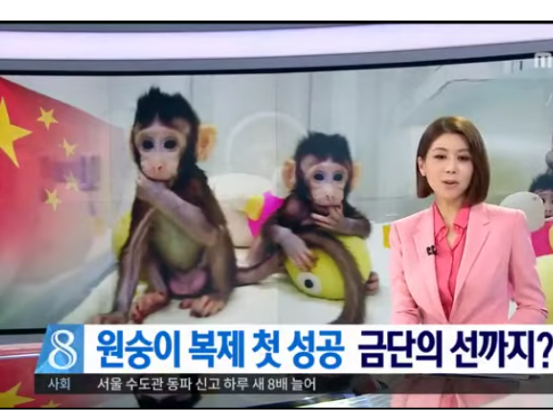 중국과학원이 공개한 체세포 복제 원숭이,  쫑쫑과 화화.