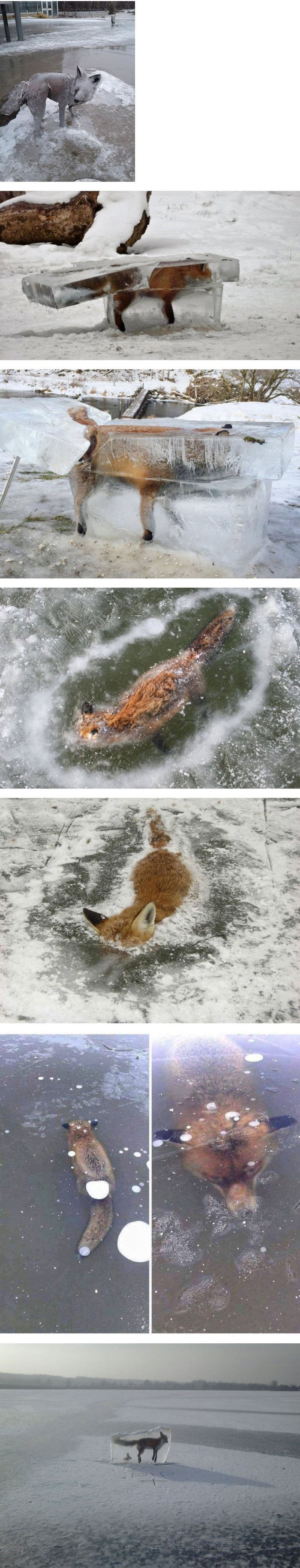 러시아에서 촬영된 얼음에 빠져 죽은 여우 사진