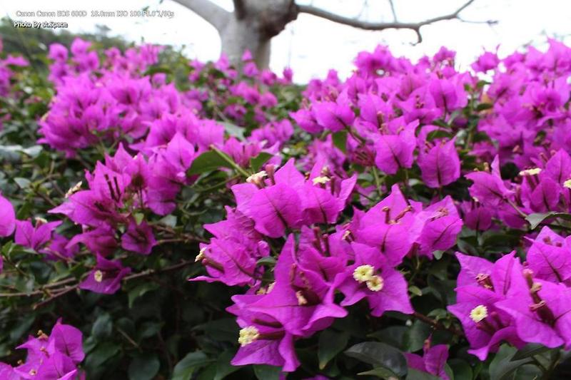 부겐빌레아(Bougainvillea) 오키나와에서 만난 자주색 꽃
