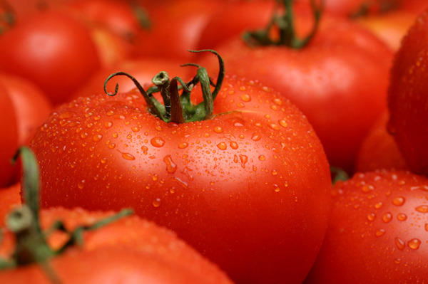 칼로리도 낮고 항암효과가 뛰어난 토마토 효능