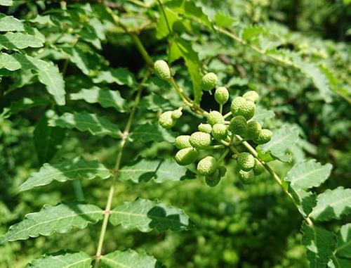 제피가루 효능 및 초피나무 열매