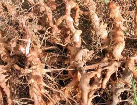 망개나무뿌리 토복령 효능 및 망개잎