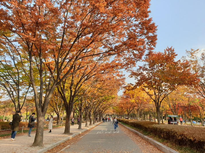 인천대공원 단풍터널과 애인광장 가을 데이트