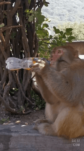 음료가 마시고 싶은 새끼원숭이