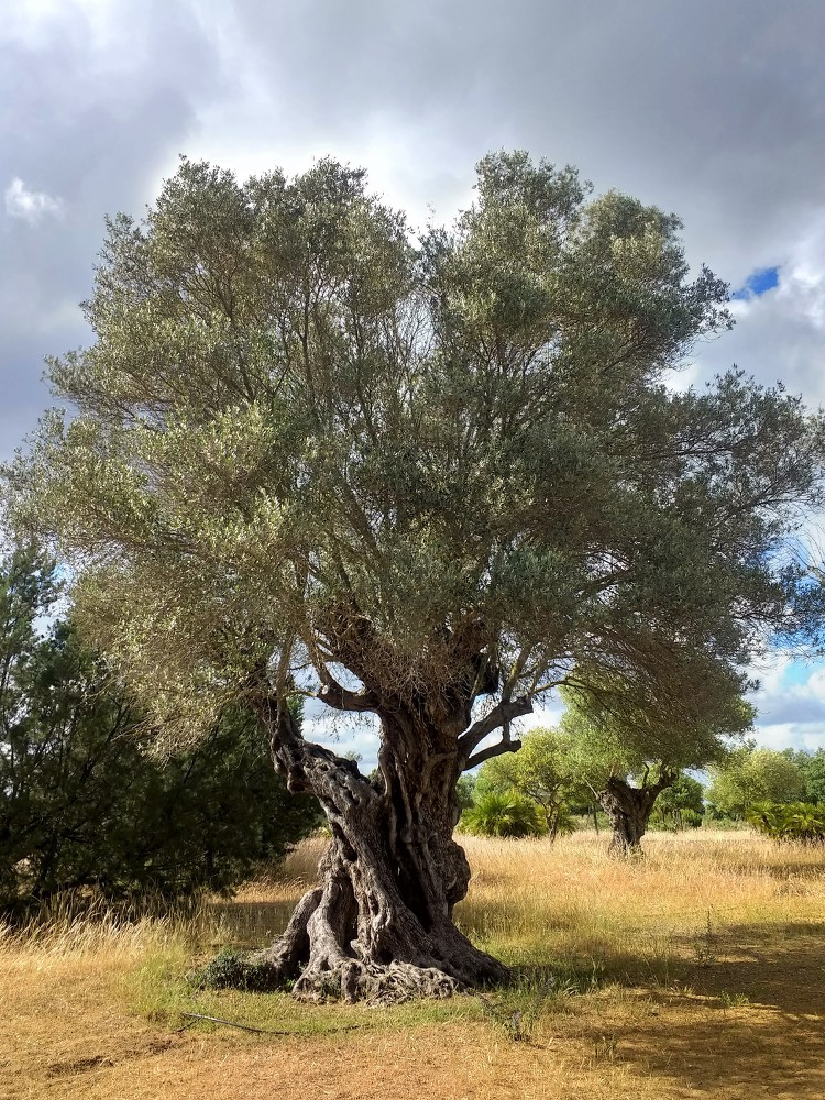 [성경의 식물] 돌감람나무(wild olive)