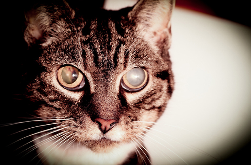 눈동자가 하얗게 된 본인이든 고양이-혹시시 백내장 원인 증상일까?