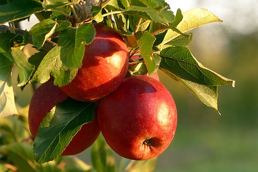 사과 칼로리 및 효능
