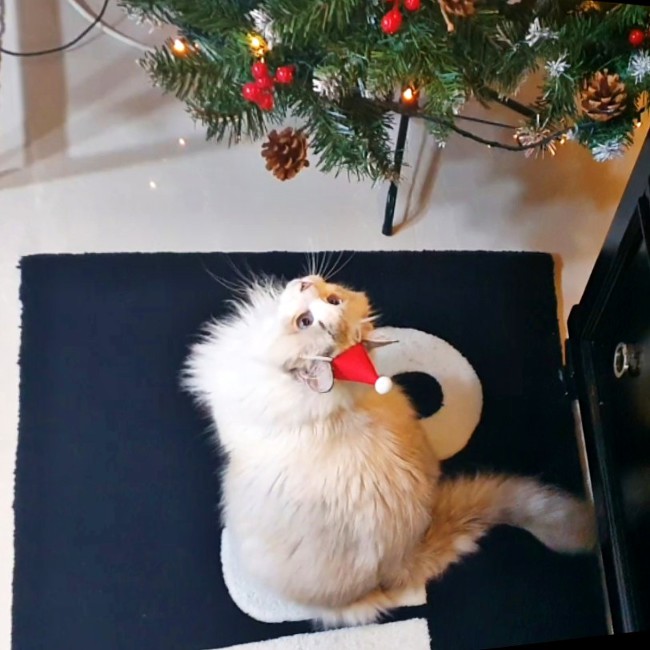 고양이 산타모자 만들기.