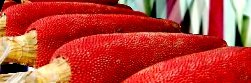 폐암 예방에 좋은 음식...붉은 열매의 왕, 부아메라, 부아메라 효능,부아메라 먹는법