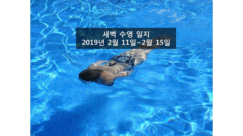 새벽수영일지 2019년2월11일~2월15일