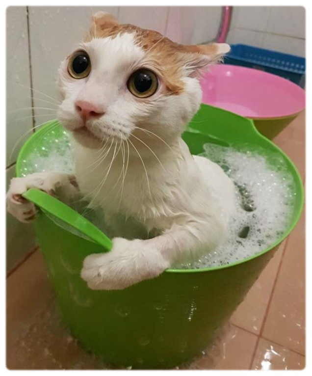 새끼 고양이 목욕시키기 (고양이 목욕 방법)