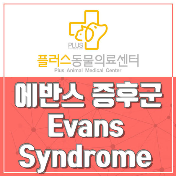 대구 동물병원 - 플러스동물의료센터 내과case] 에반스 증후군 Evans Syndrome / 면역매개성용혈성빈혈 혈소판 감소증 치료