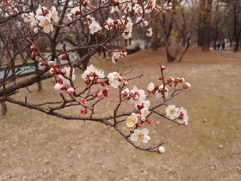 봄꽃 - 봄의 길목에서