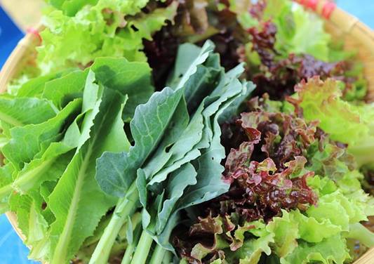 상추효능 및 성분, 상추(lettuce)종류