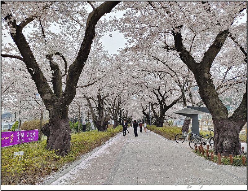 언양 작천정 수남마을 벚꽃길 코로나19 상황인 올해의 모습은 어떨까?