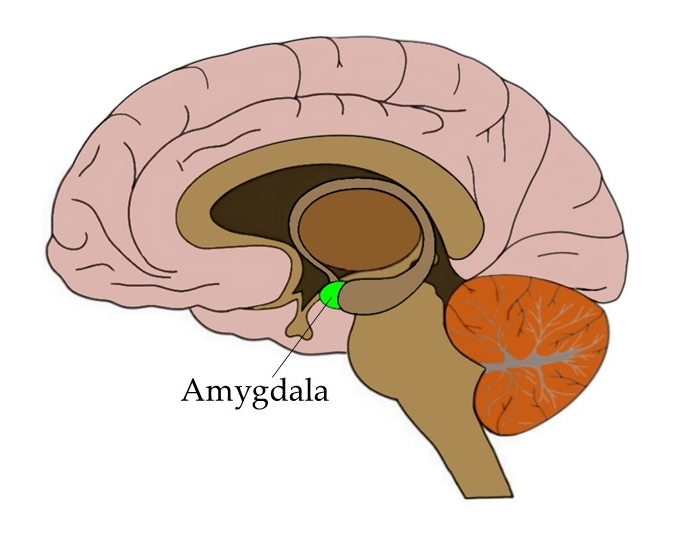 신경가소성(Neural plasticity), 우울증 치료의 타겟 3, 편도체(Amygdala) 및 기타 - 김경우정신건강의학과 부산 동래구 정신과 동래 명륜역 이야~~