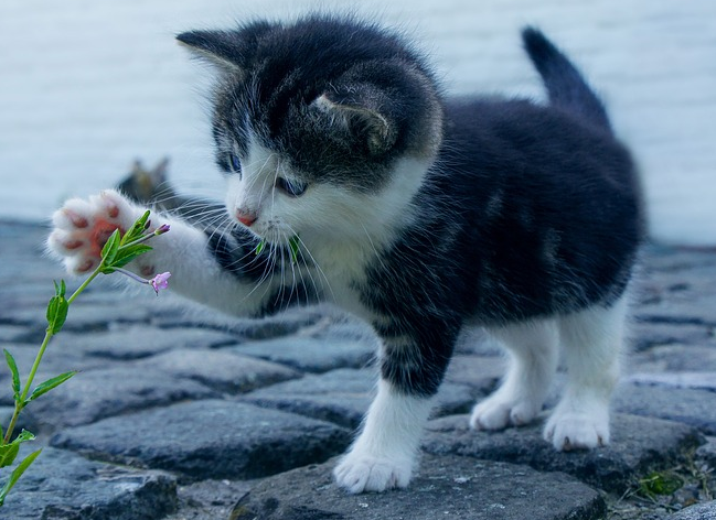 반려동물 귀여운 고양이 평균수명은 얼마나 살까요?