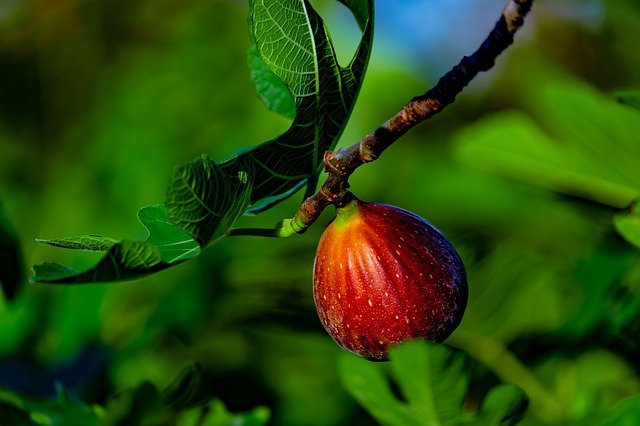 [성경의 식물] 무화과(無花果)나무(fig tree)