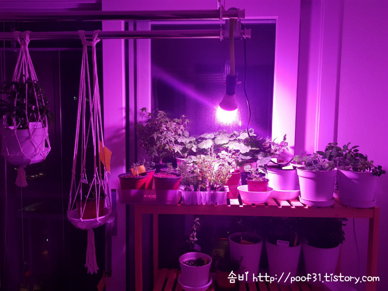 빛솔 LED 식물등 구입