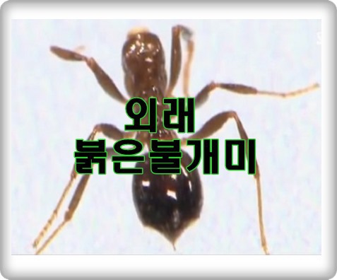 외래붉은불개미 공포 이젠, 한국에 상륙