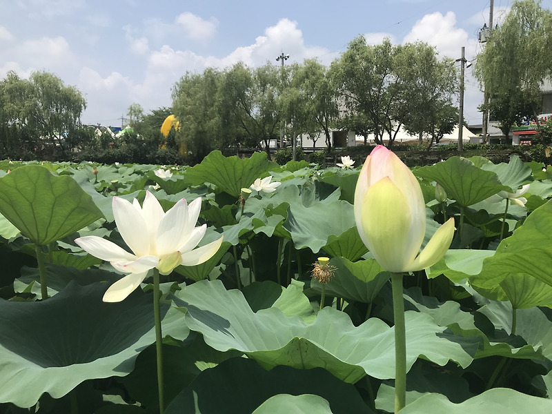 7월 축제 부여연꽃축제 2019