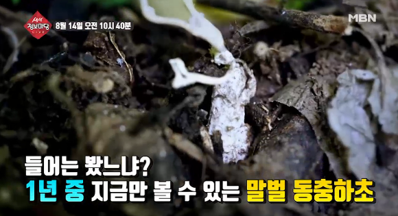 생생정보마당 말벌동충하초 파는곳 8월 14일 방송