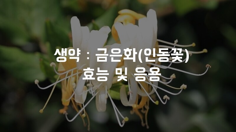생약 : '금은화' / 기원 / 약리 / 응용 feat 감기약 '쎄파렉신'