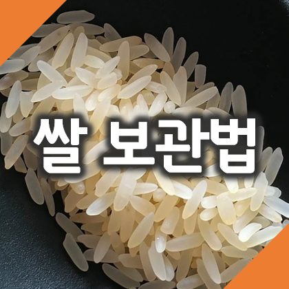 쌀 보관방법 페트병, 김치통, 지퍼백으로 신선하고 쌀벌레없이 보관하기