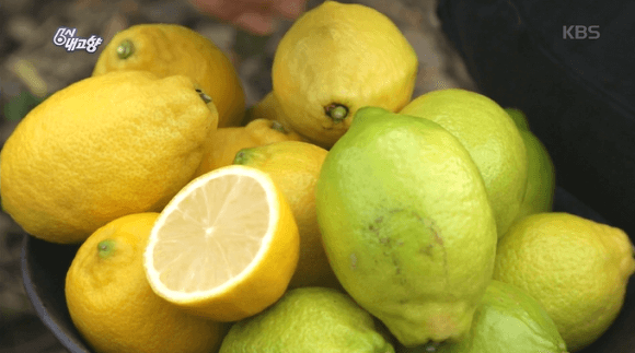 6시내고향 제주 레몬 친환경으로 재배한 제주레몬
