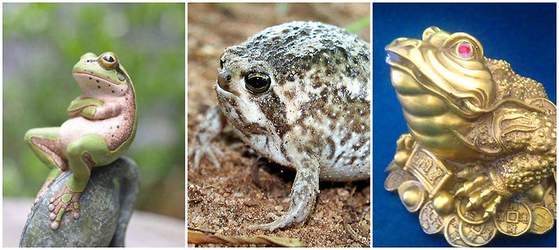 개구리 두꺼비 맹꽁이 꿈해몽 꿈풀이