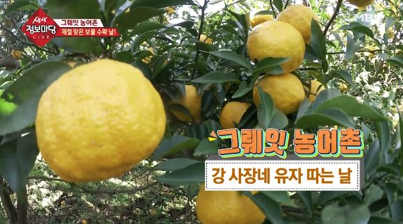 비타민C가 레몬의 3배 생생정보마당 유자 파는곳