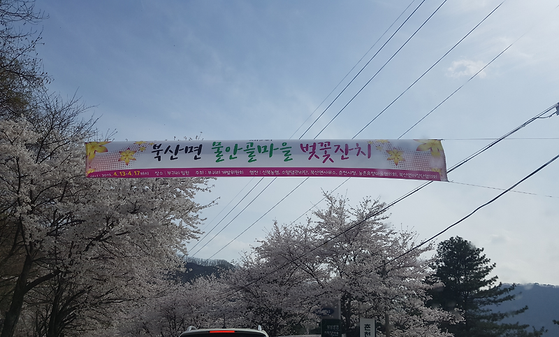춘천 부귀리 벚꽃축제