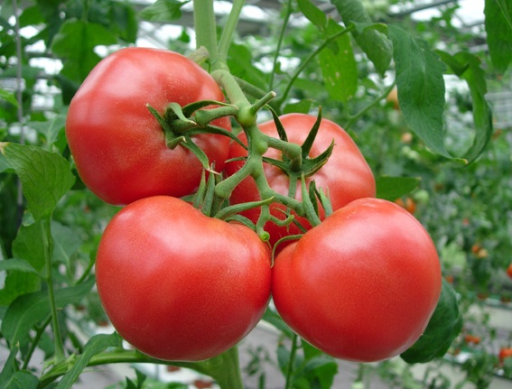 항암효과와 고혈압에 좋은 토마토 효능, 토마토 주스, 토마토 보관