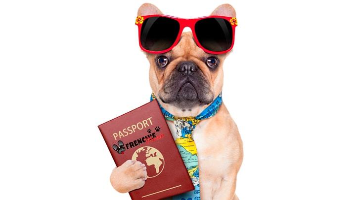 반려동물 강아지와 해외여행 할 때 준비해야 할 사항 10가지