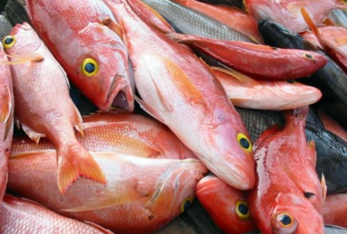생선눈알 효능 및 생선 부위별 많은 성분