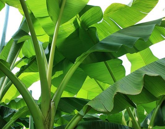 바나나잎 효능 및 바나나잎 가루 차 먹는 법