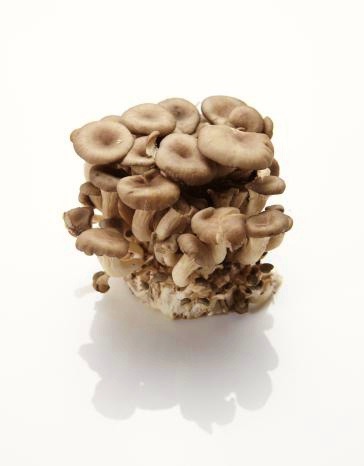 식용 가능한 버섯과 효능