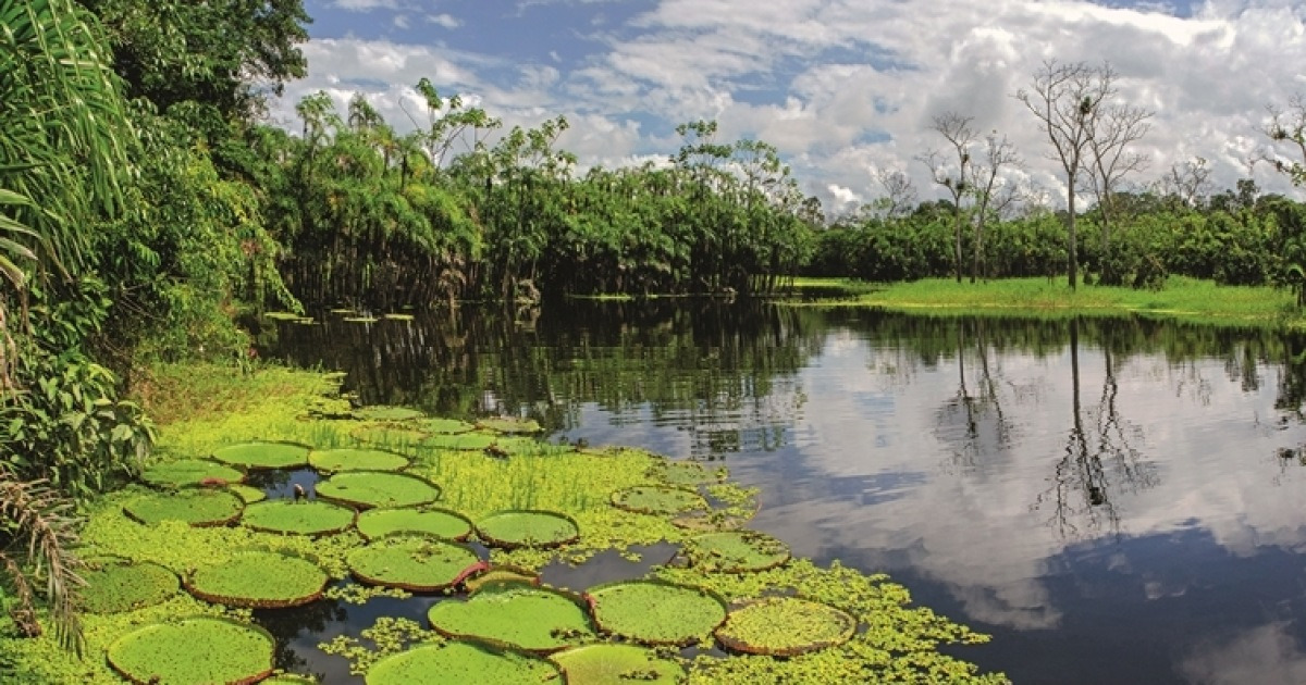 '지구의 허파'..페루 아마존 새 국립공원 지정