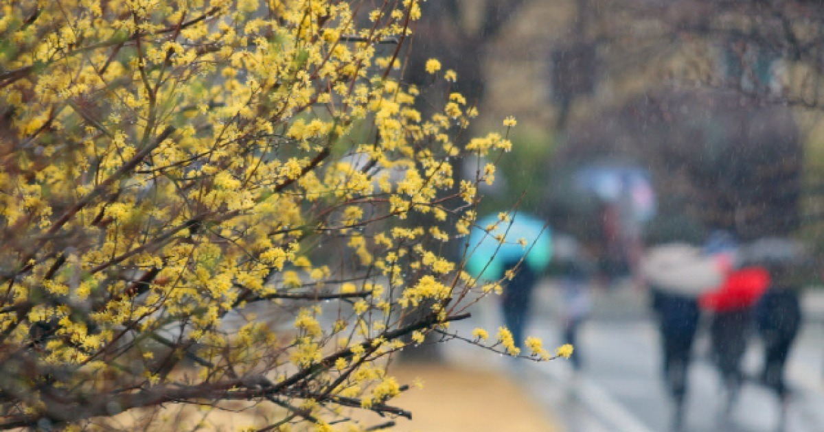 [오늘 날씨] 전국에 봄비 · 미세먼지 '양호' 수준, 내일(23일)까지 비