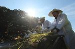 삼시세끼 뭘 먹을까 고민..전원생활은 밭·뜰과의 전쟁