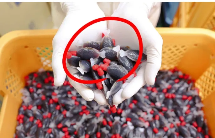 노란 수영복에 섹시한 몸매 어필하는 존예 처자