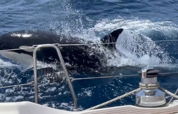 노란 수영복에 섹시한 몸매 어필하는 존예 처자