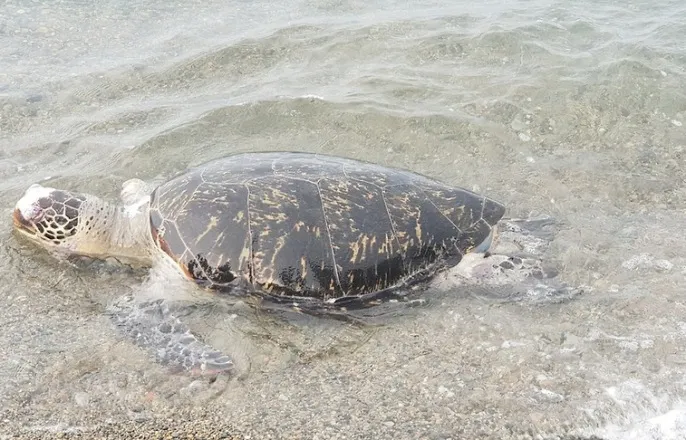 노란 수영복에 섹시한 몸매 어필하는 존예 처자