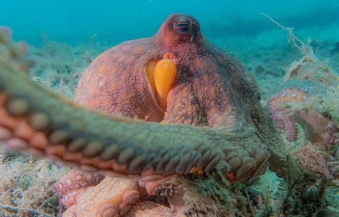 노란 수영복에 섹시한 몸매 어필하는 존예 처자