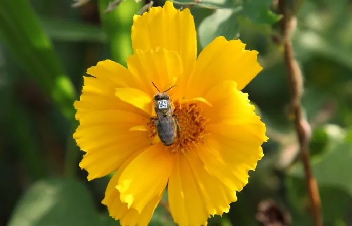 노란 수영복에 섹시한 몸매 어필하는 존예 처자