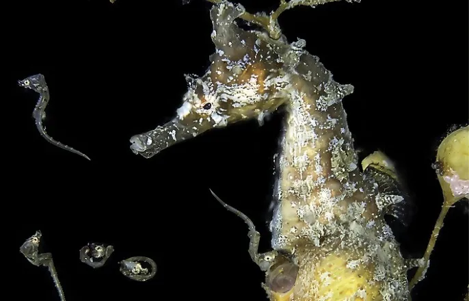 노란 수영복에 섹시한 몸매 어필하는 존예 처자